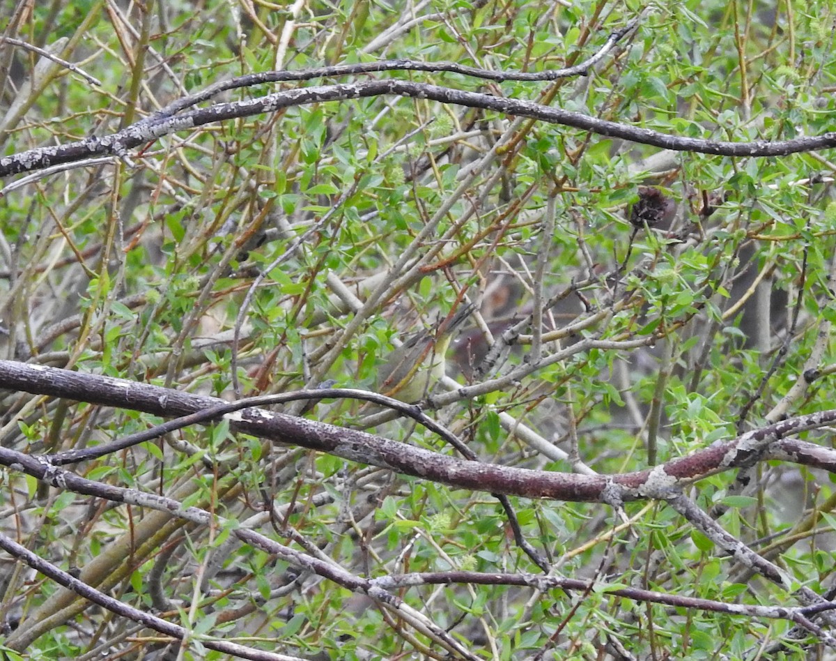 Orange-crowned Warbler - ML99409901