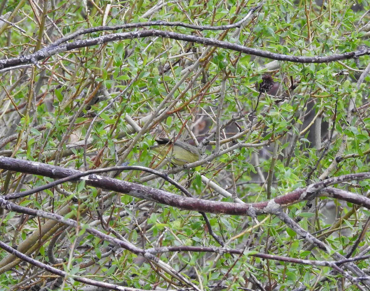 Orange-crowned Warbler - ML99409921