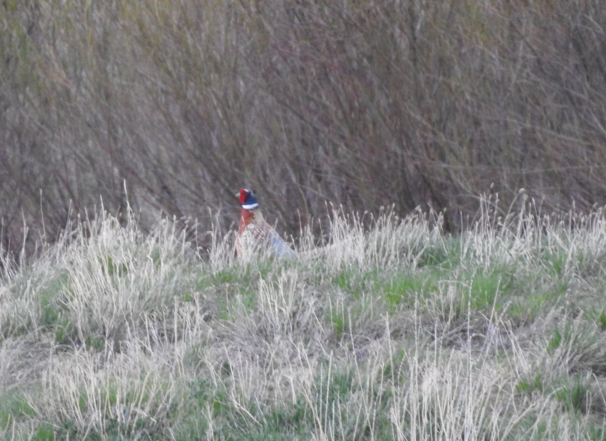 Ring-necked Pheasant - ML99409961