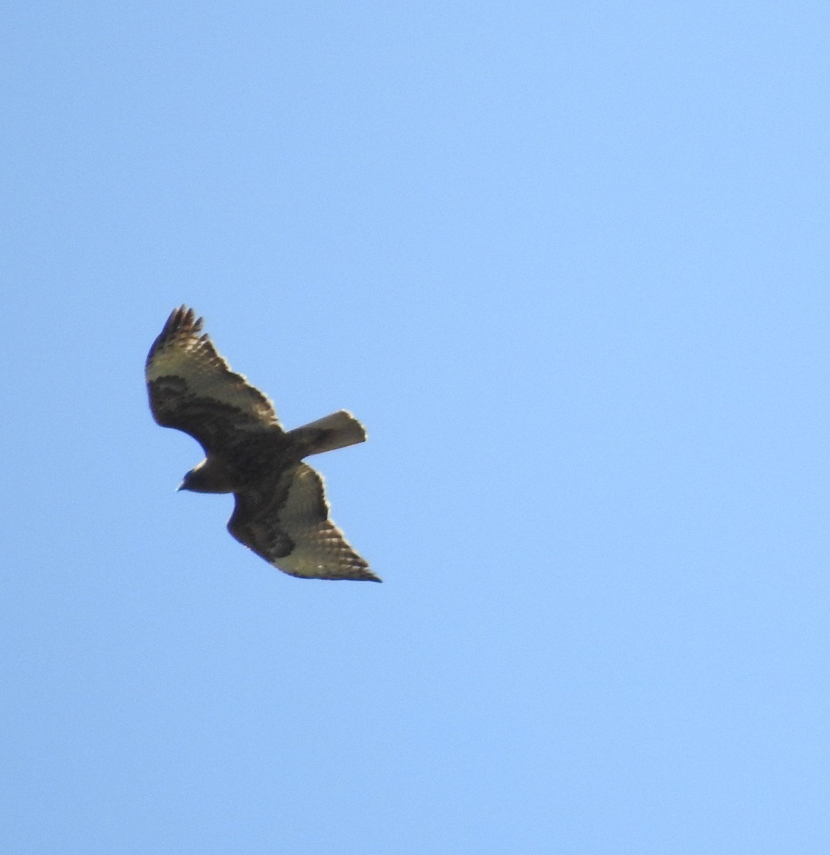 Red-tailed Hawk - ML99409981