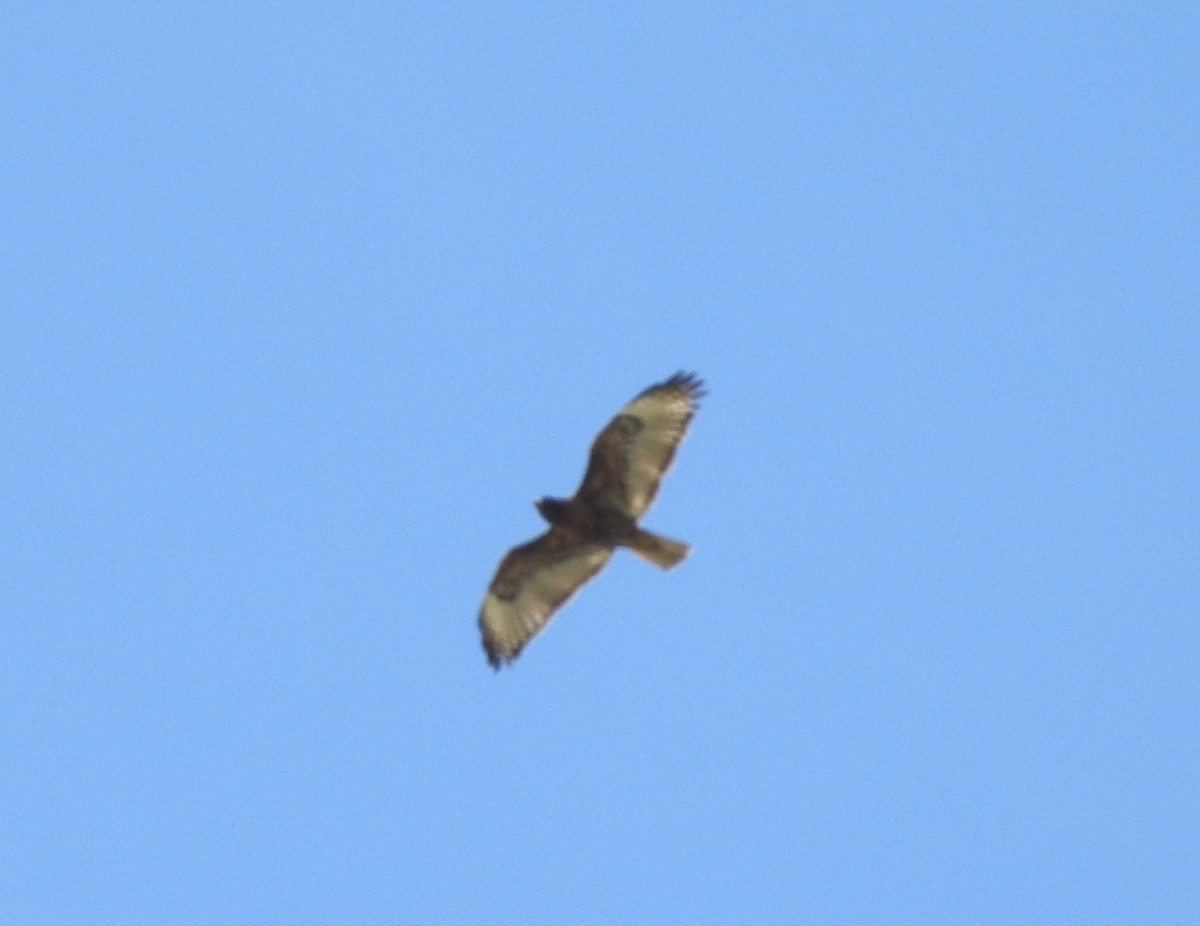 Red-tailed Hawk - ML99409991