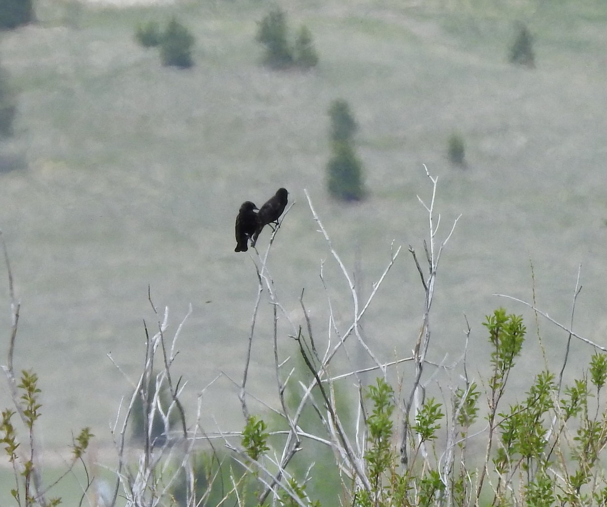 Red-winged Blackbird - ML99410021