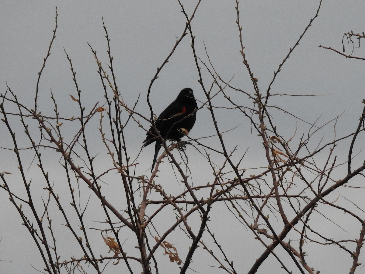 Red-winged Blackbird - ML99410031