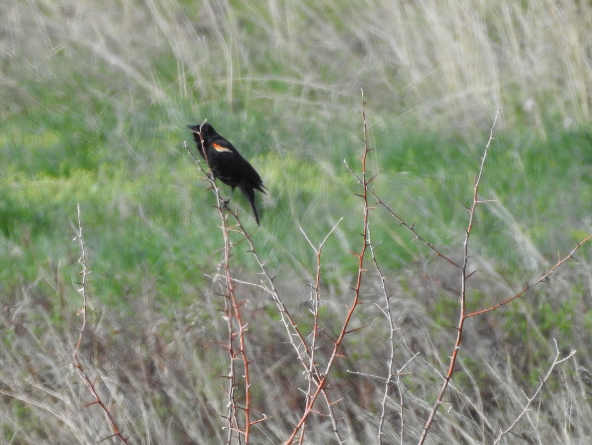 Red-winged Blackbird - ML99410051