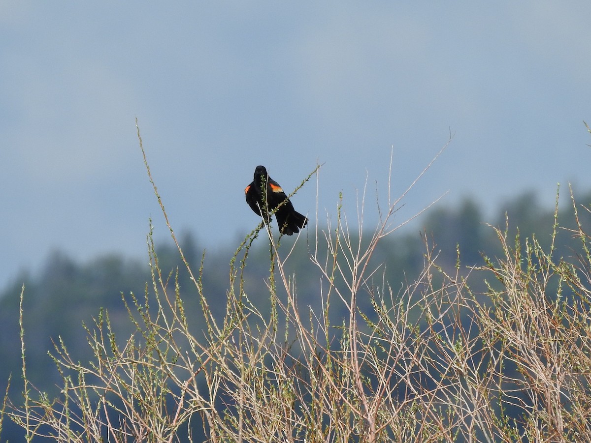 Red-winged Blackbird - ML99410061