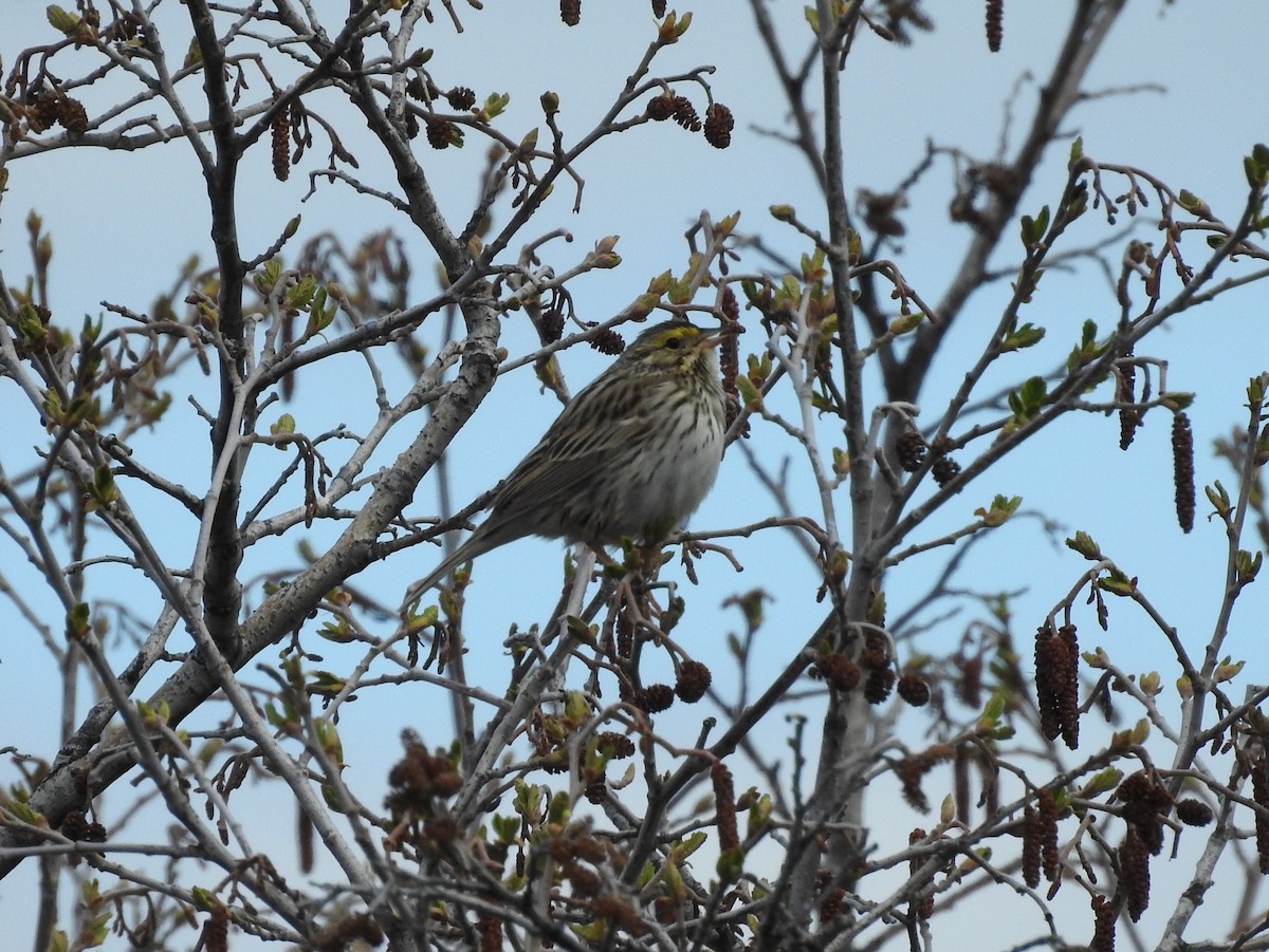 Savannah Sparrow - ML99410161