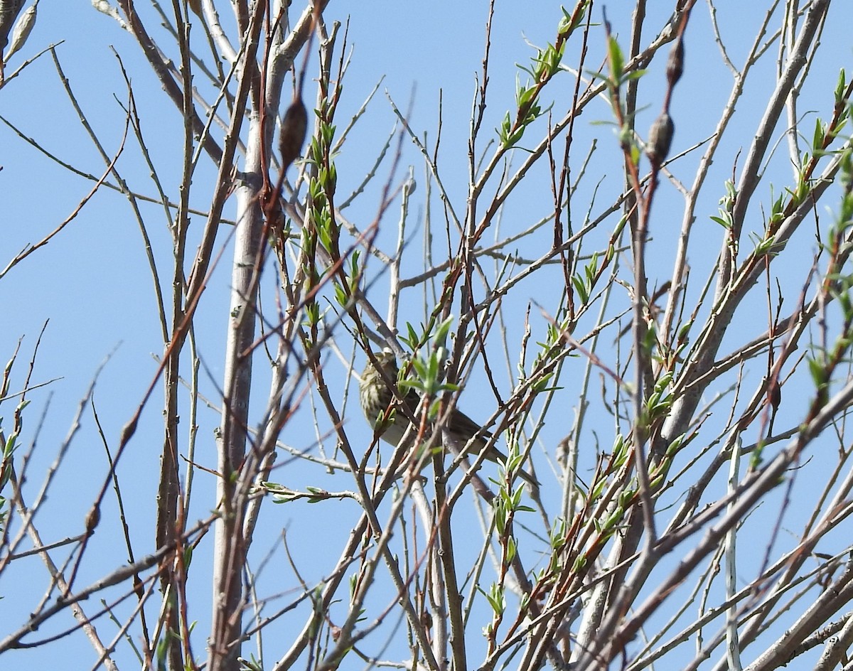 Savannah Sparrow - ML99410171