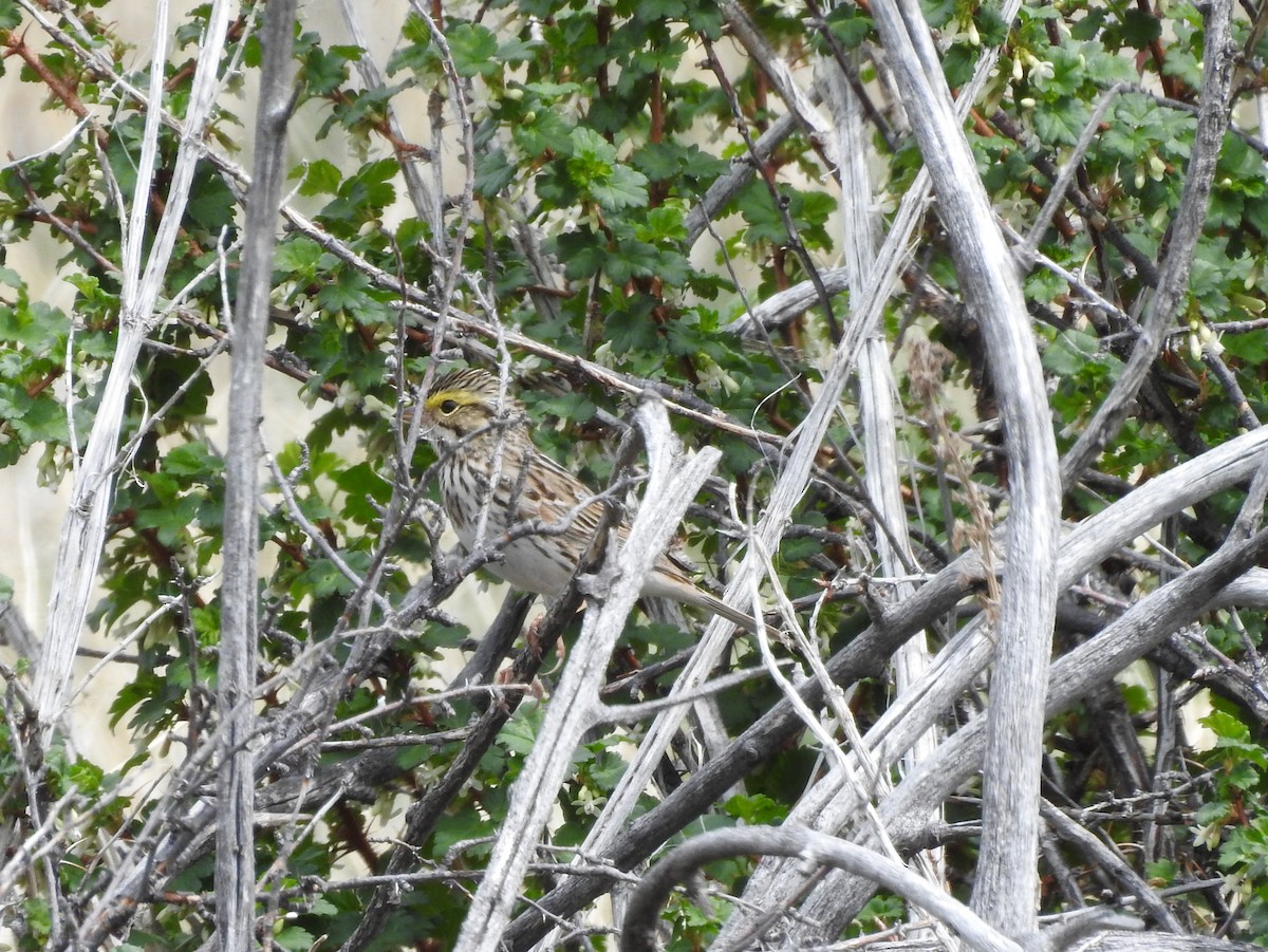 Savannah Sparrow - ML99410181