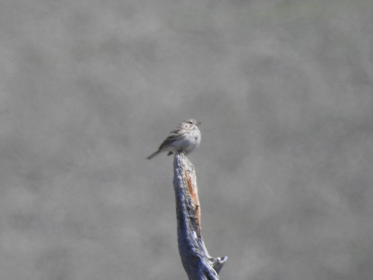 Vesper Sparrow - ML99410241