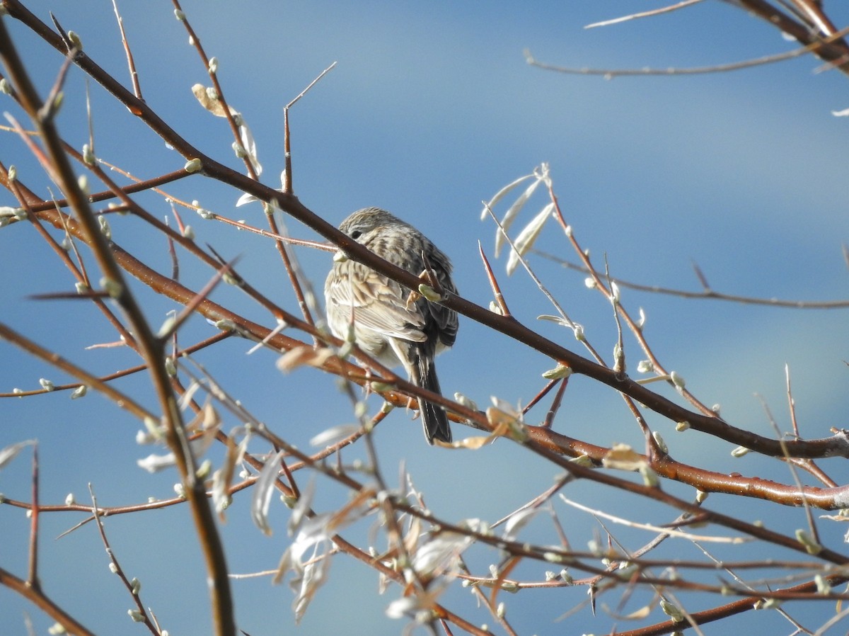 Vesper Sparrow - ML99410261