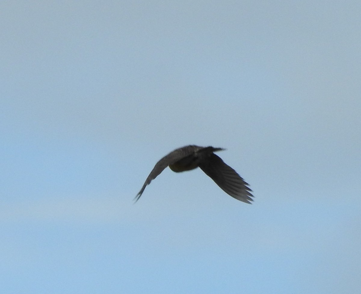 Western Meadowlark - ML99410311