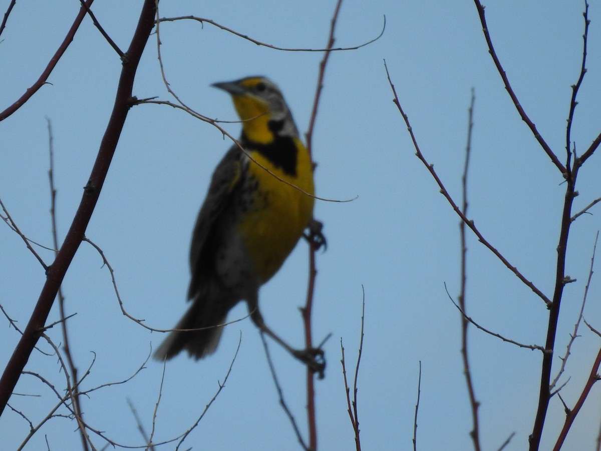 Western Meadowlark - ML99410341