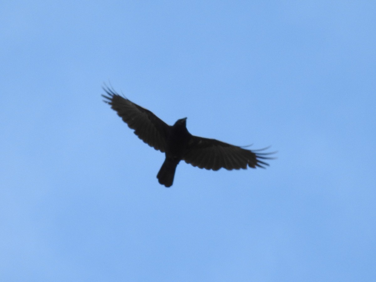 American Crow - ML99411391