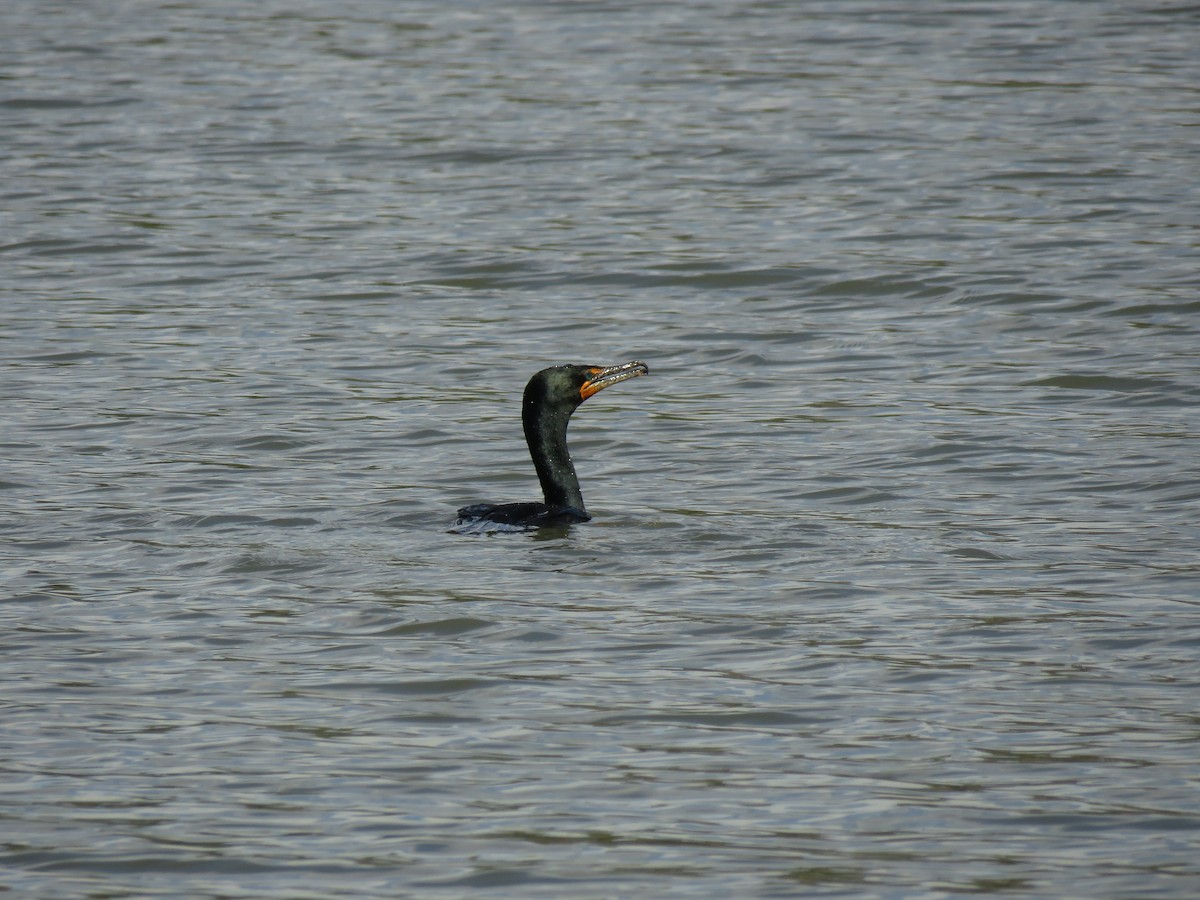 Double-crested Cormorant - Dara Vazquez