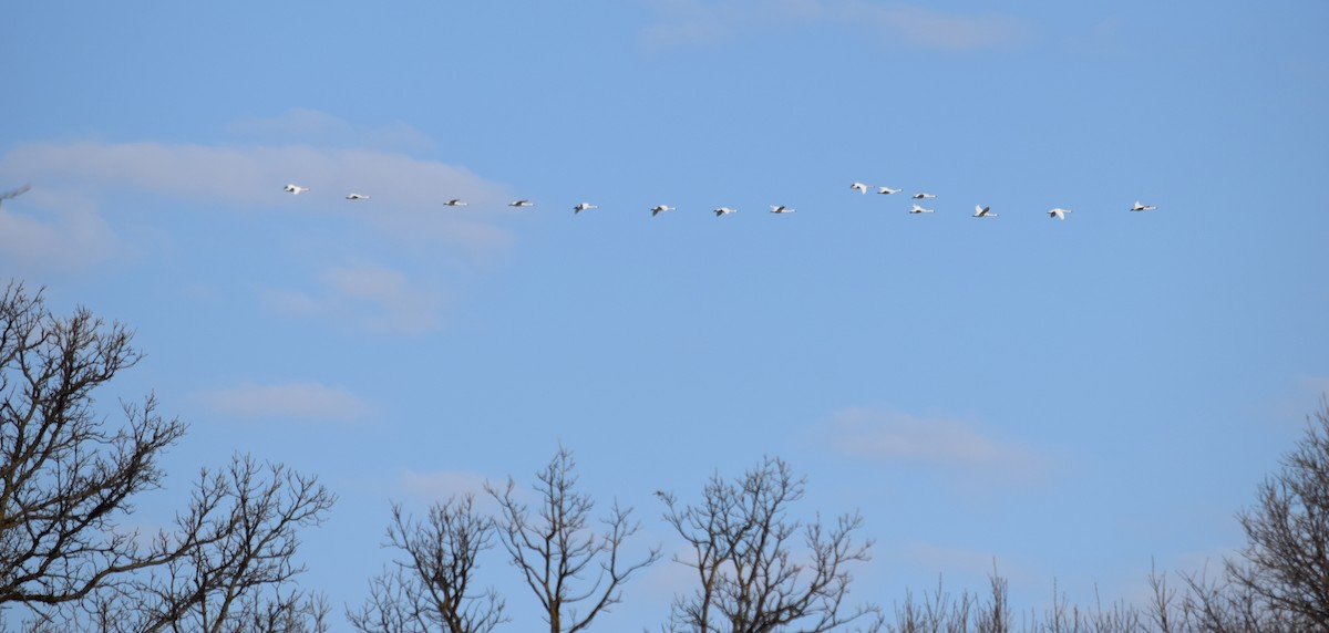 Tundra Swan - Richard Buist