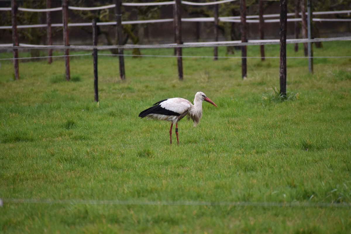 White Stork - ML99414091
