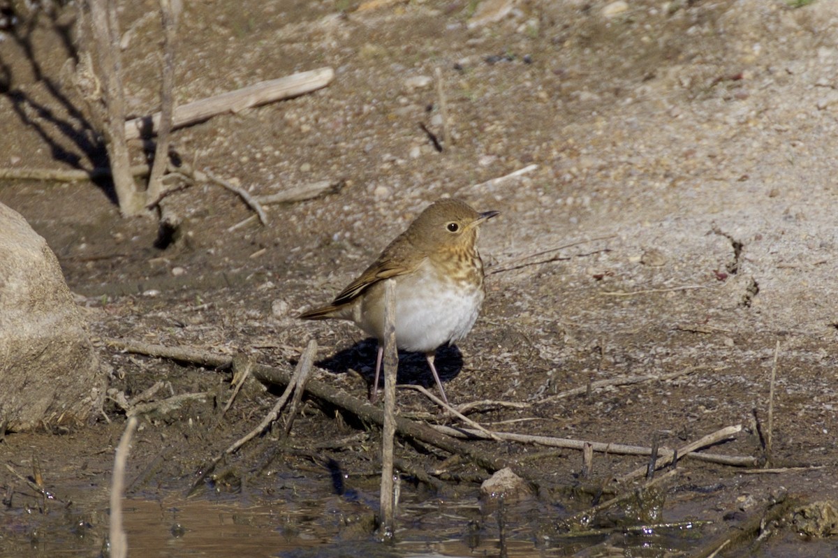 Swainson's Thrush - ML99414741