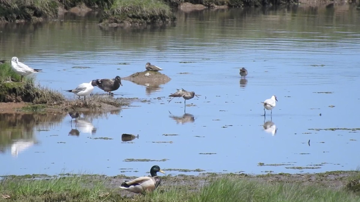 Spotted Redshank - ML99415981