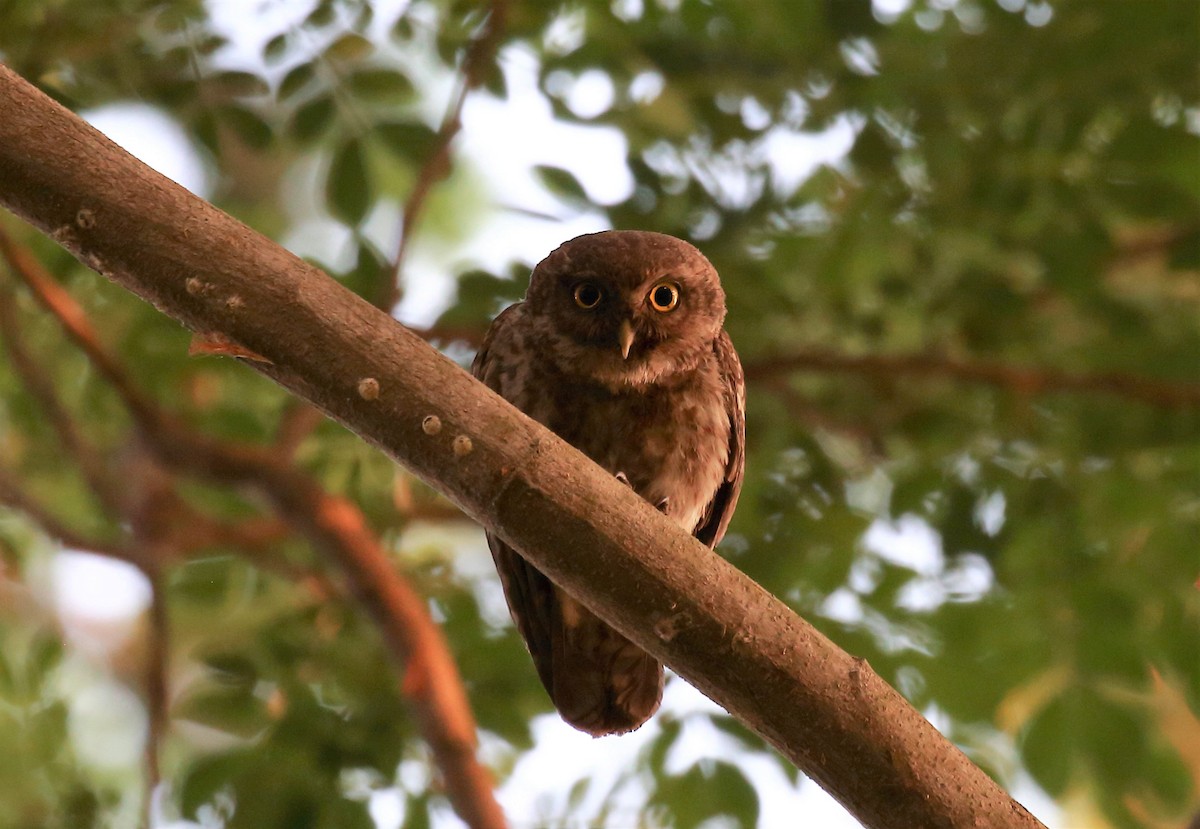 Spotted Owlet - Surendhar Boobalan