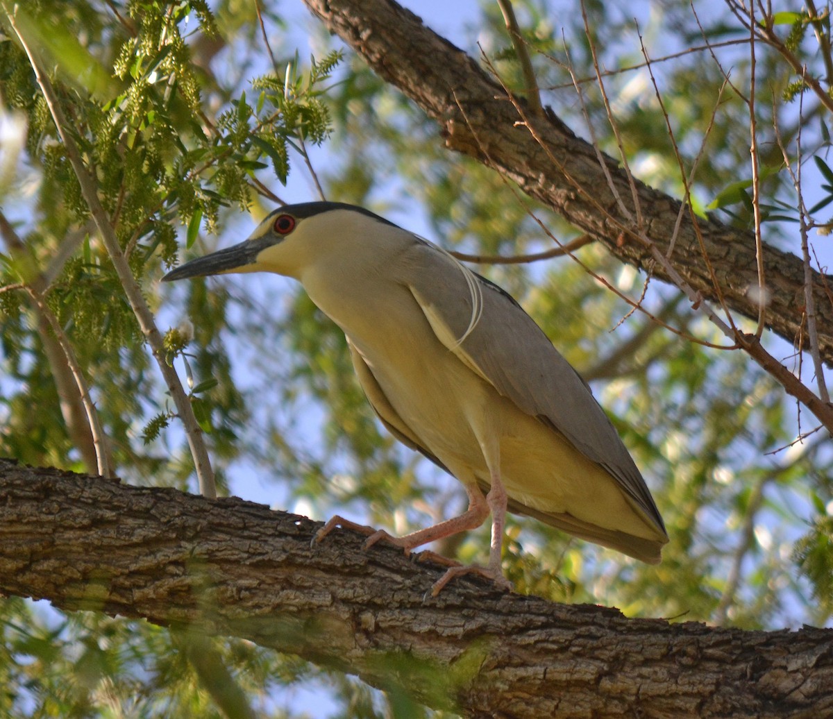 Black-crowned Night Heron - ML99421371