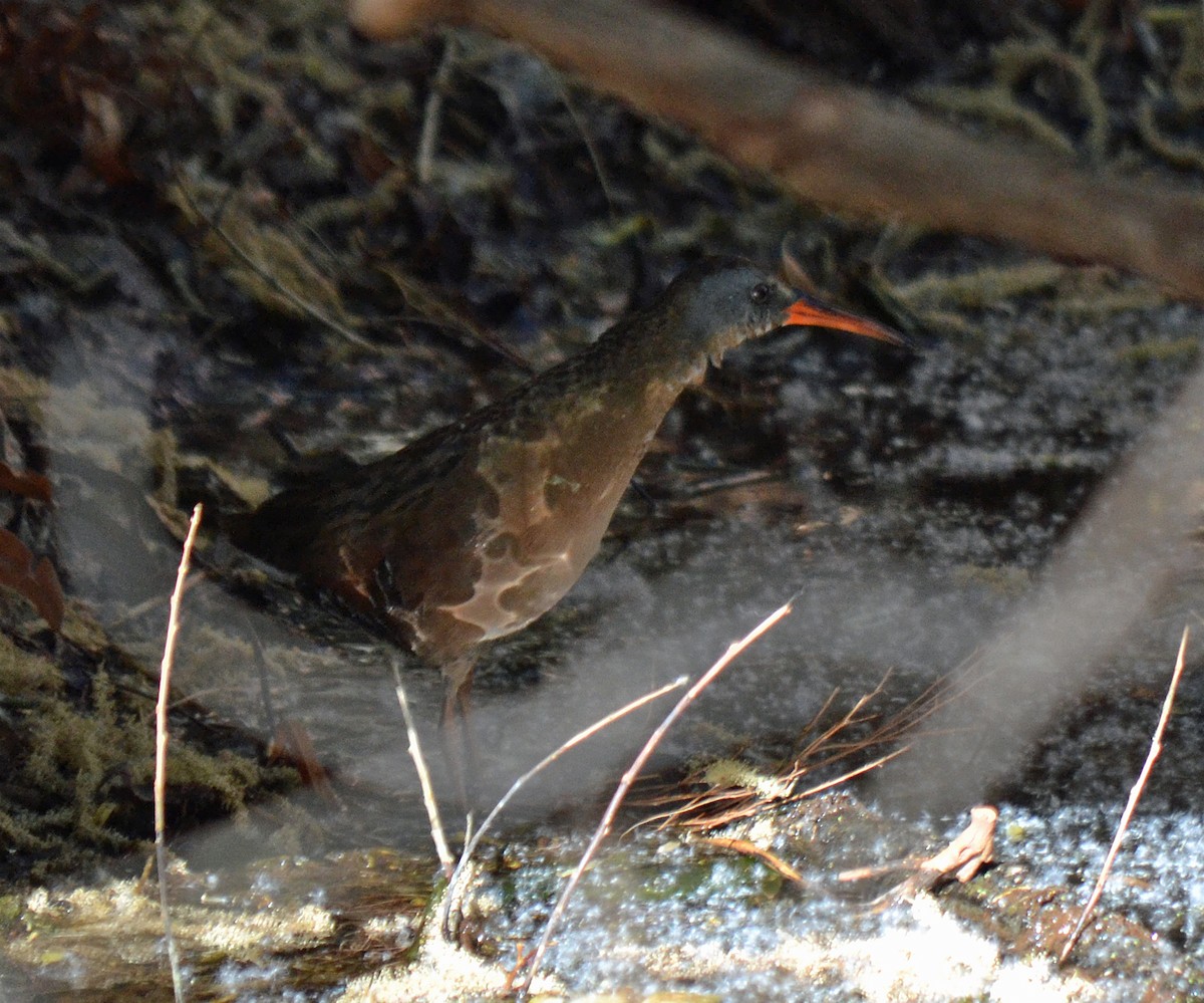 Virginia Rail - ML99421411