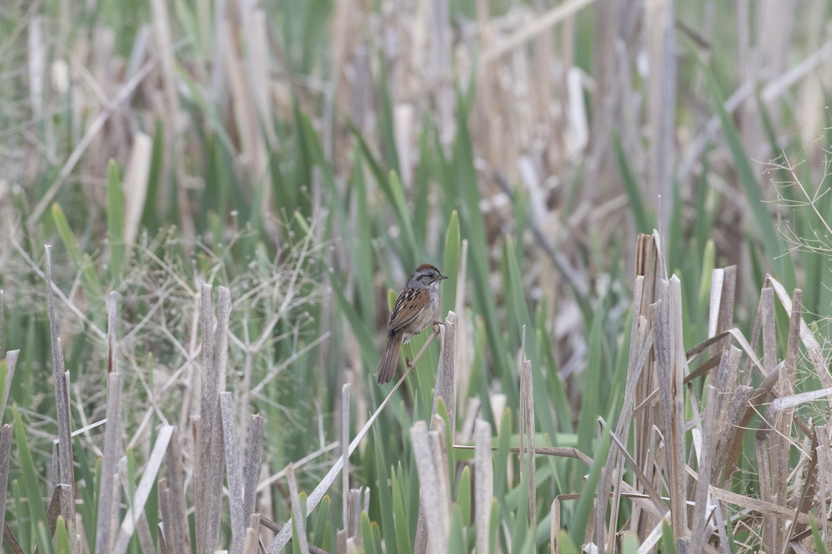 Swamp Sparrow - ML99421701
