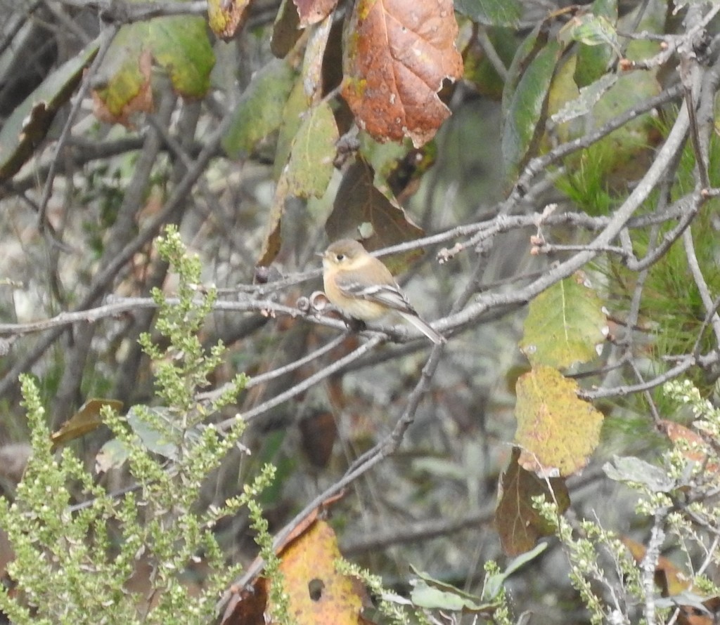 Mosquero Pechicanelo - ML99422031