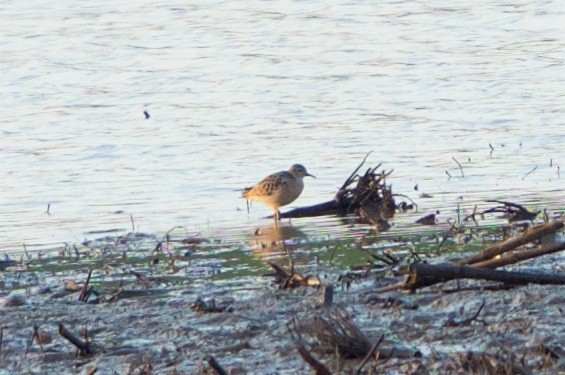 Buff-breasted Sandpiper - ML99422501