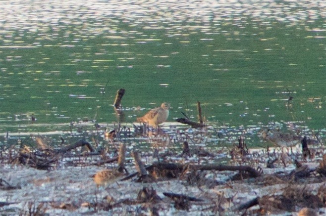 Buff-breasted Sandpiper - ML99422531