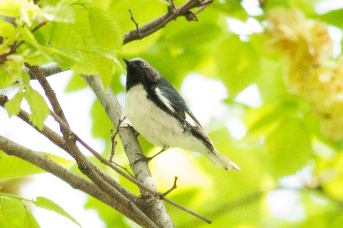 Black-throated Blue Warbler - ML99423241