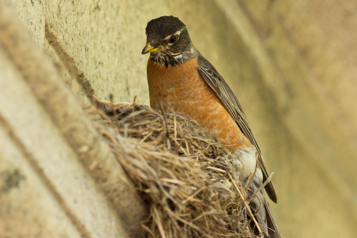 American Robin - ML99423261