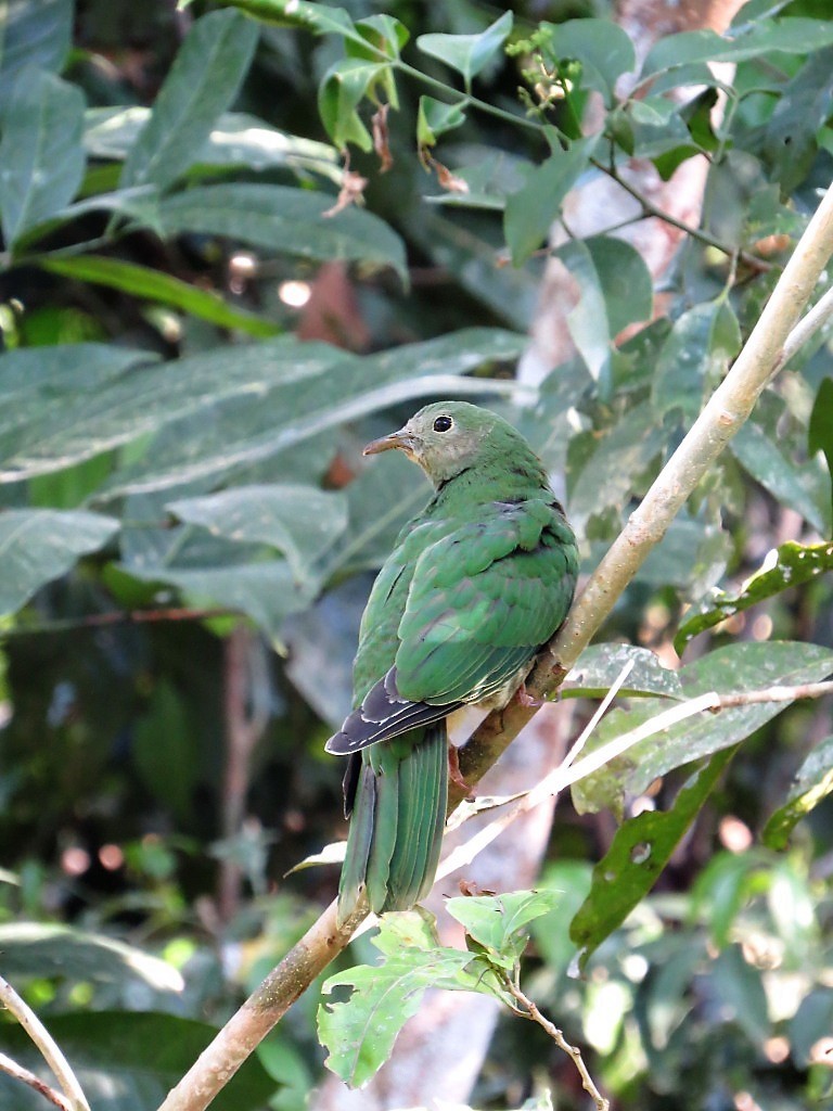 Black-chinned Fruit-Dove - ML99423611