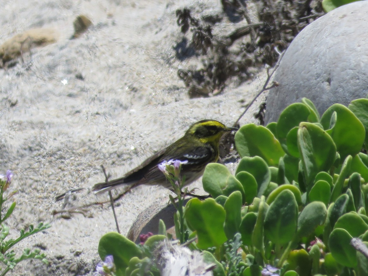 Townsend's Warbler - Dave Hawksworth