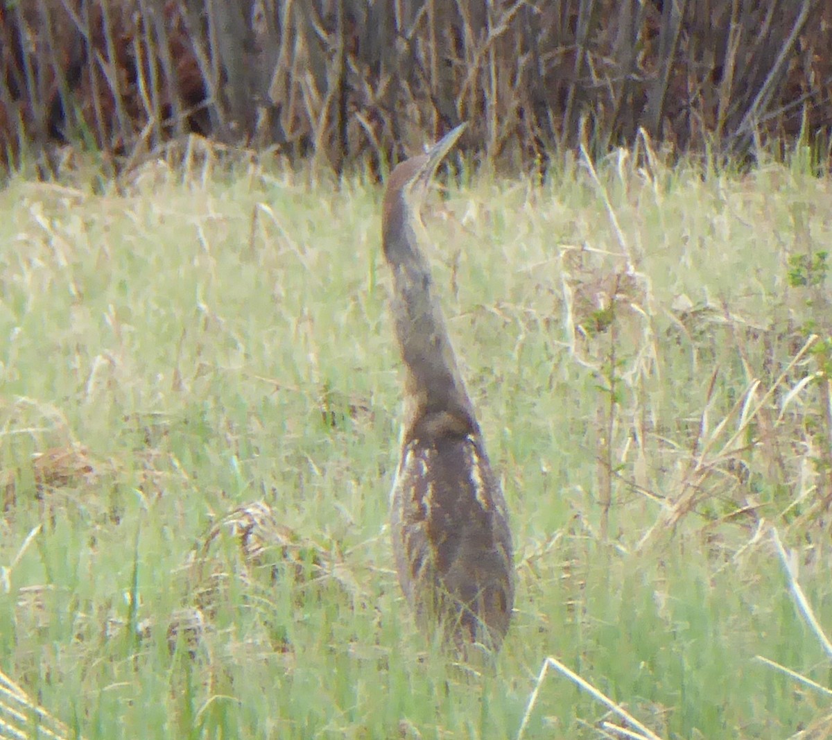 American Bittern - ML99427391