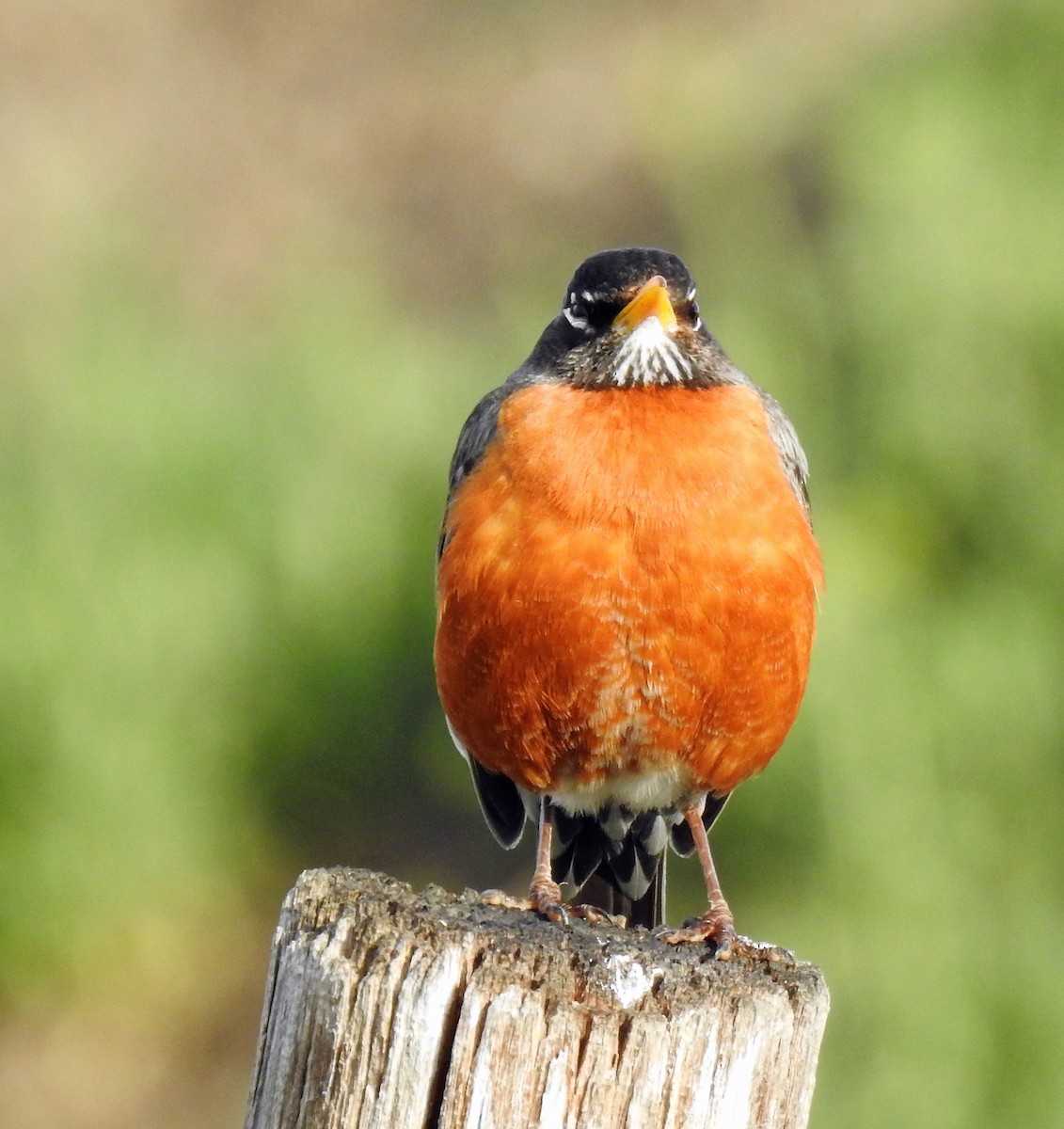 American Robin - ML99427641