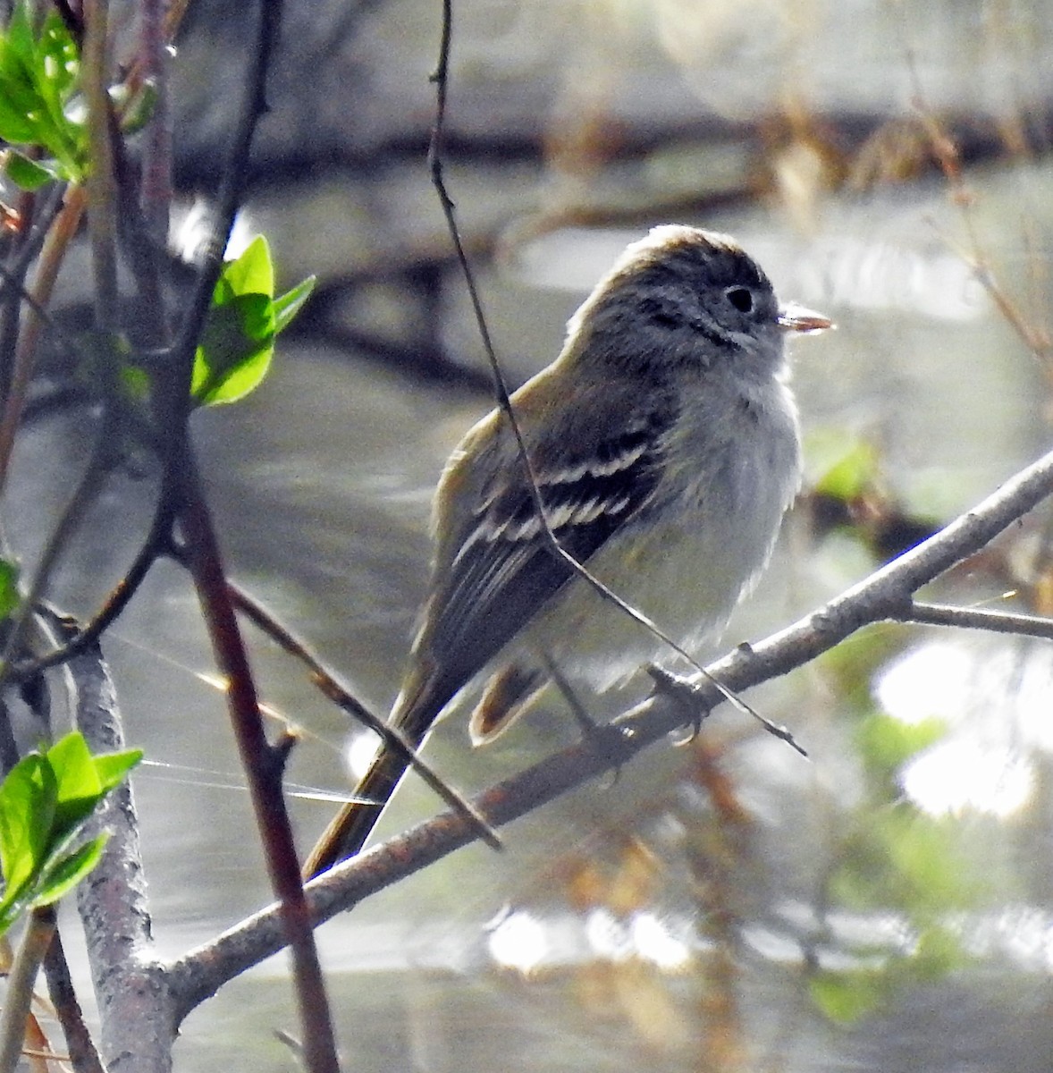 Least Flycatcher - ML99427661