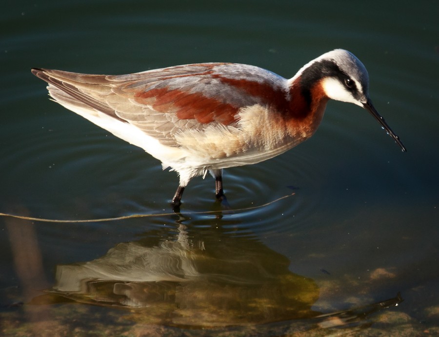 Wilson's Phalarope - Michelle Puplava