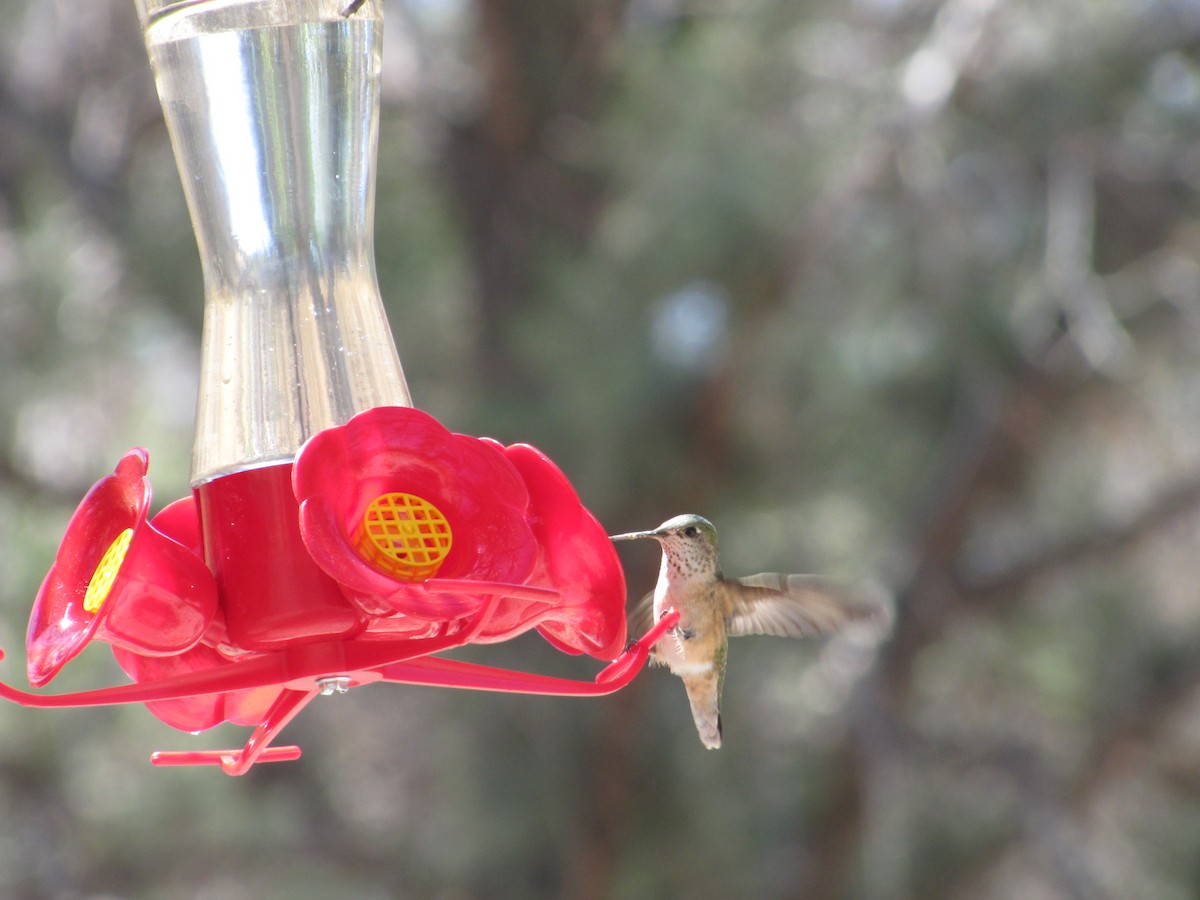 Calliope Hummingbird - ML99431221