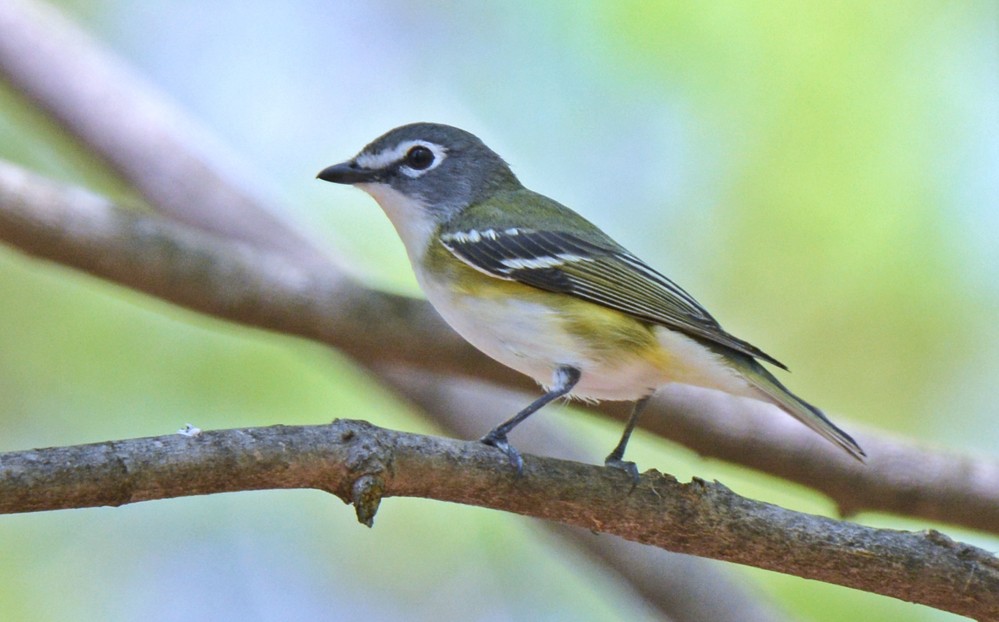 Mavi Başlı Vireo - ML99431871