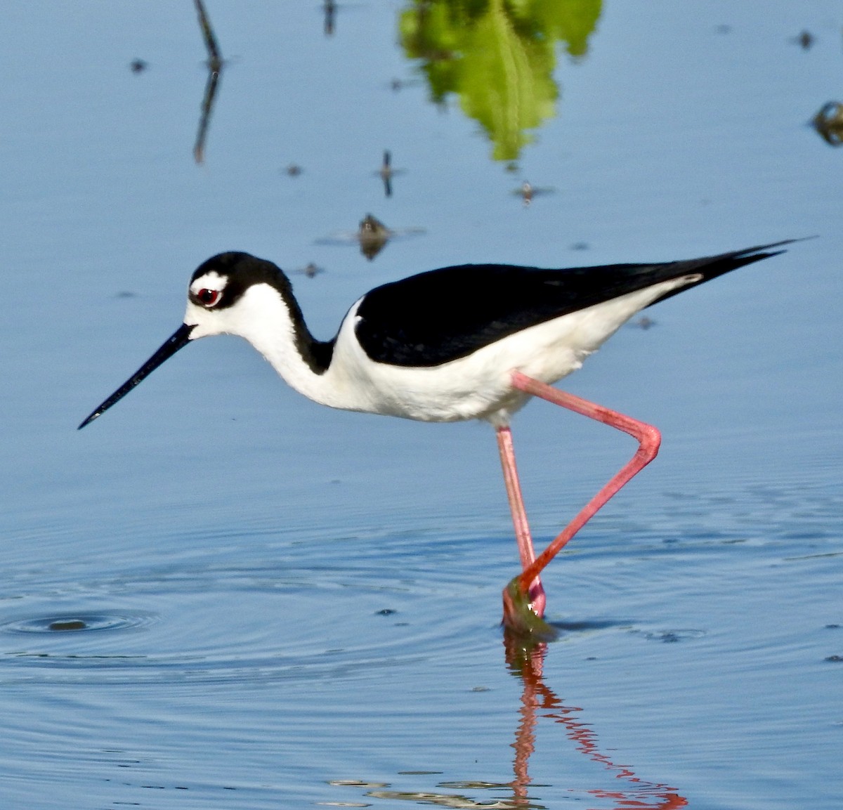 Black-necked Stilt - Van Remsen