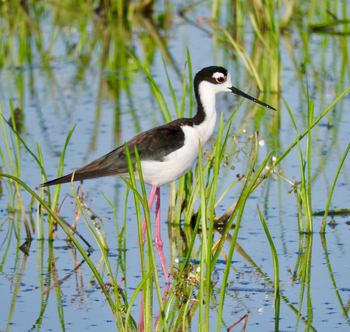 Black-necked Stilt - Van Remsen