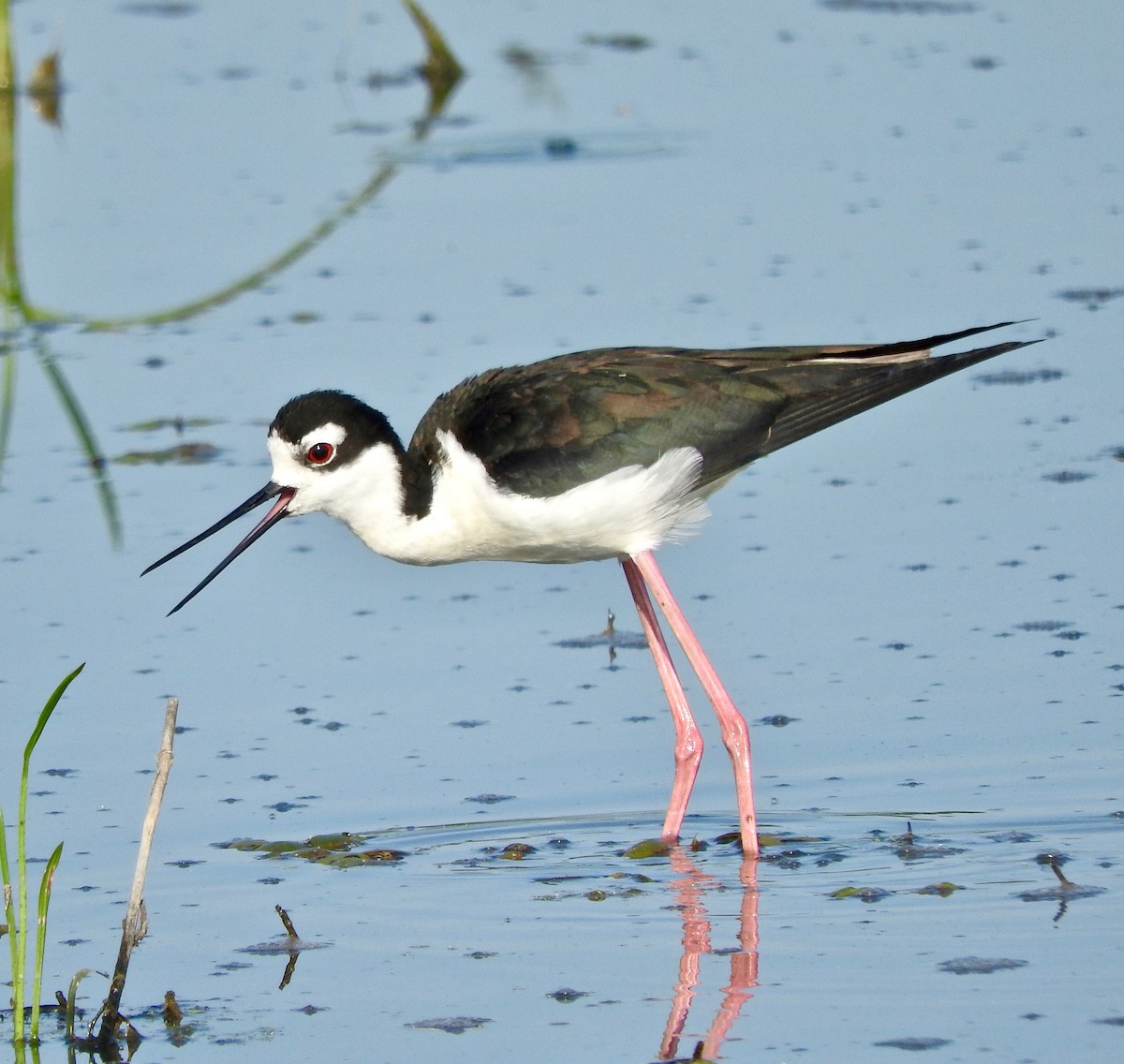 Black-necked Stilt - Van Remsen