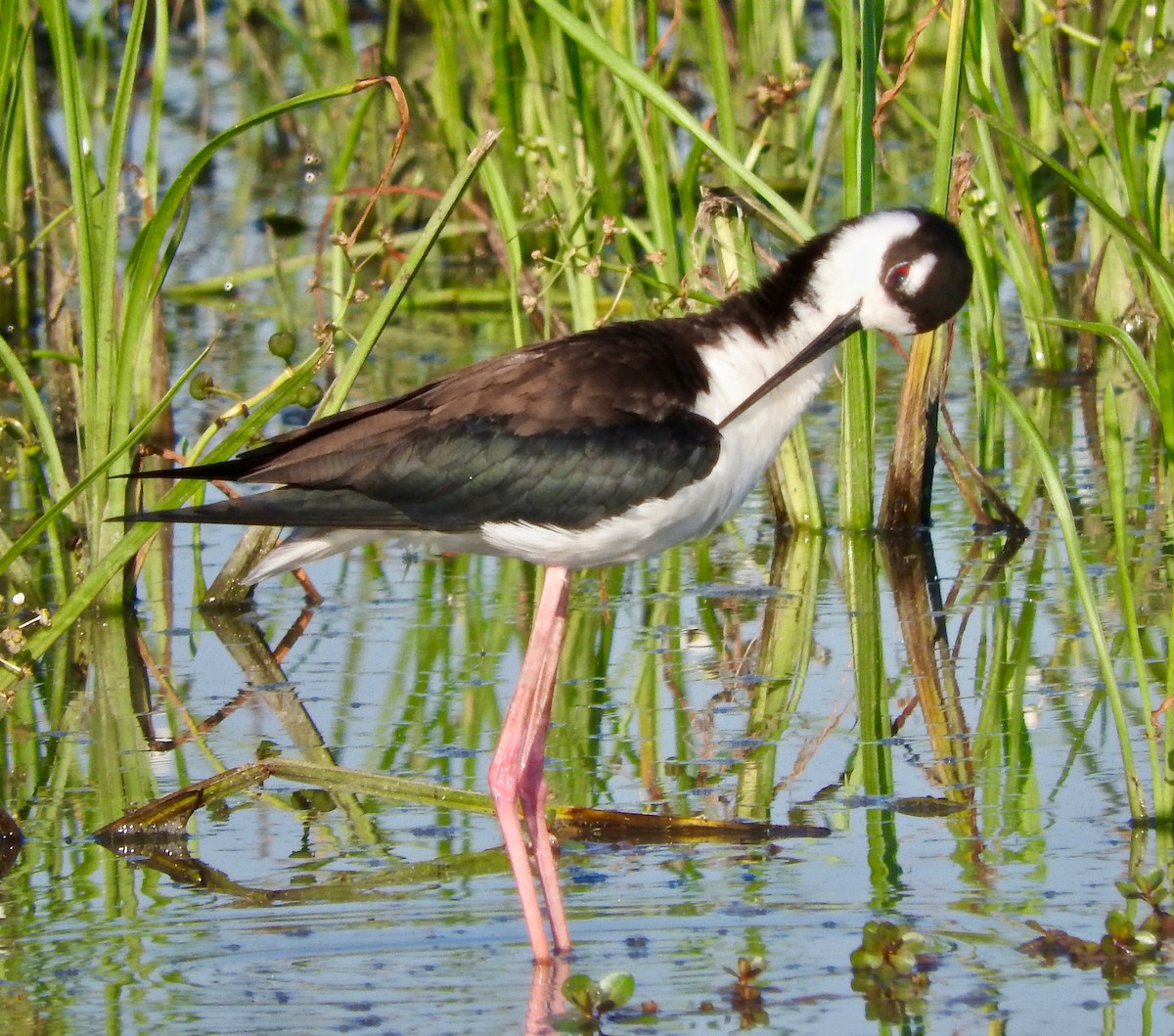 Schwarznacken-Stelzenläufer - ML99432751