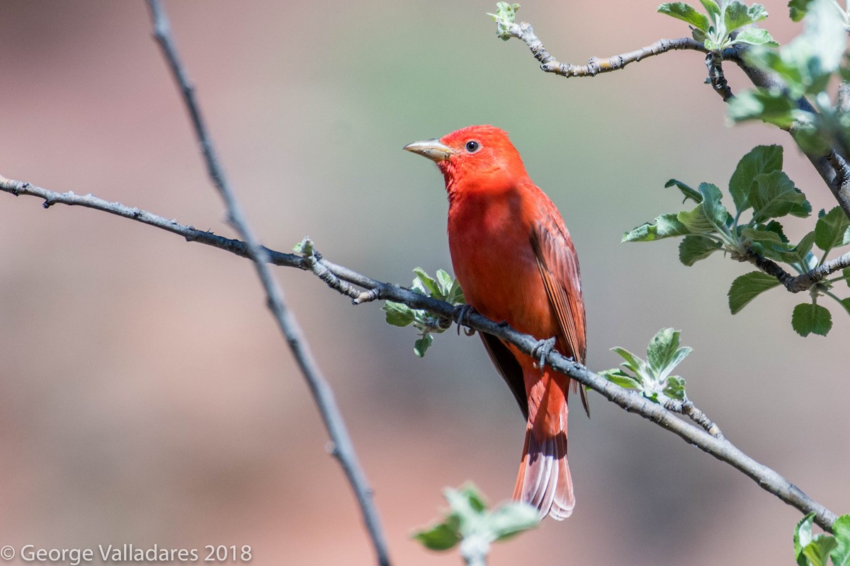 Summer Tanager - ML99435271