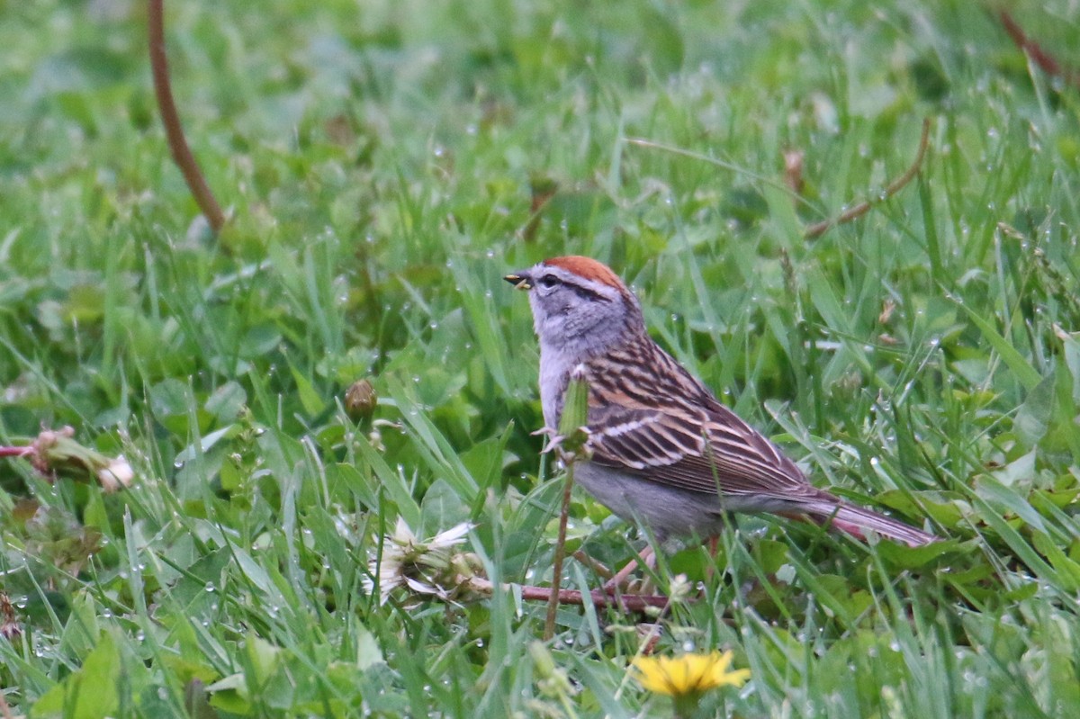 Chipping Sparrow - Gustino Lanese