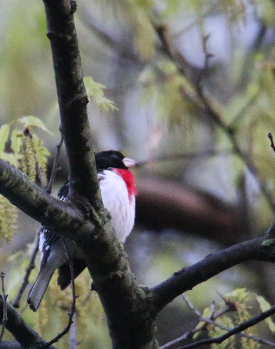 Rose-breasted Grosbeak - Gustino Lanese