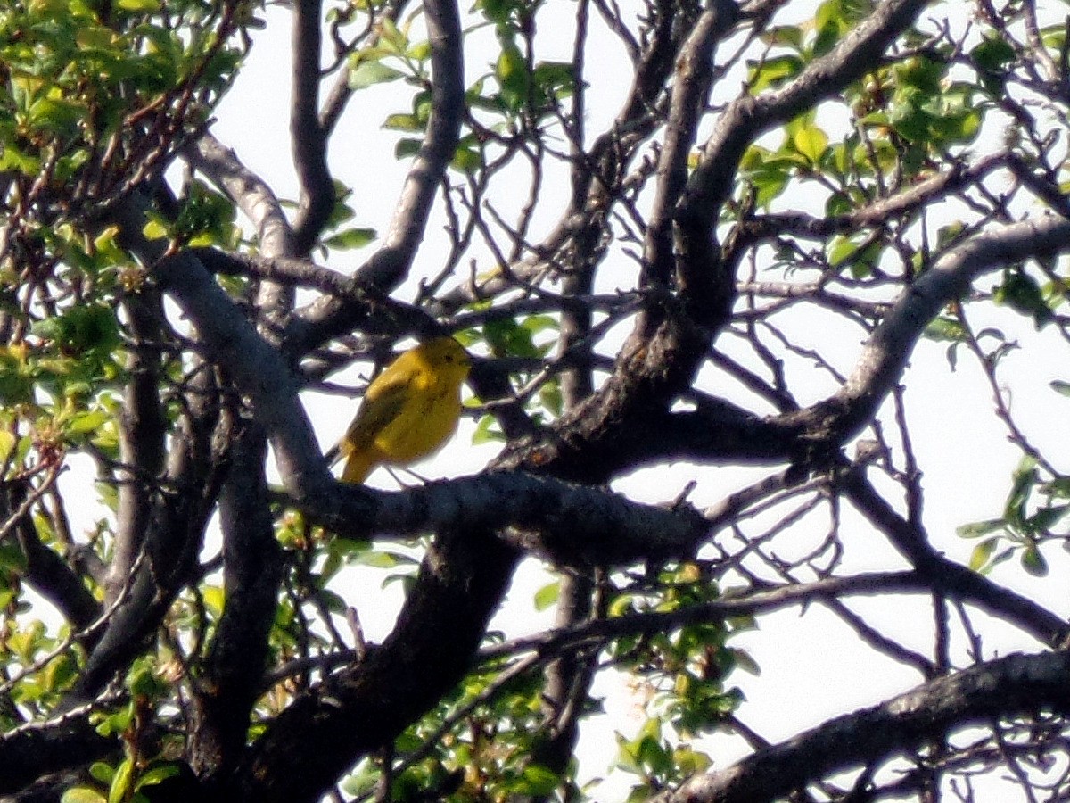 Yellow Warbler - Kendall Purser