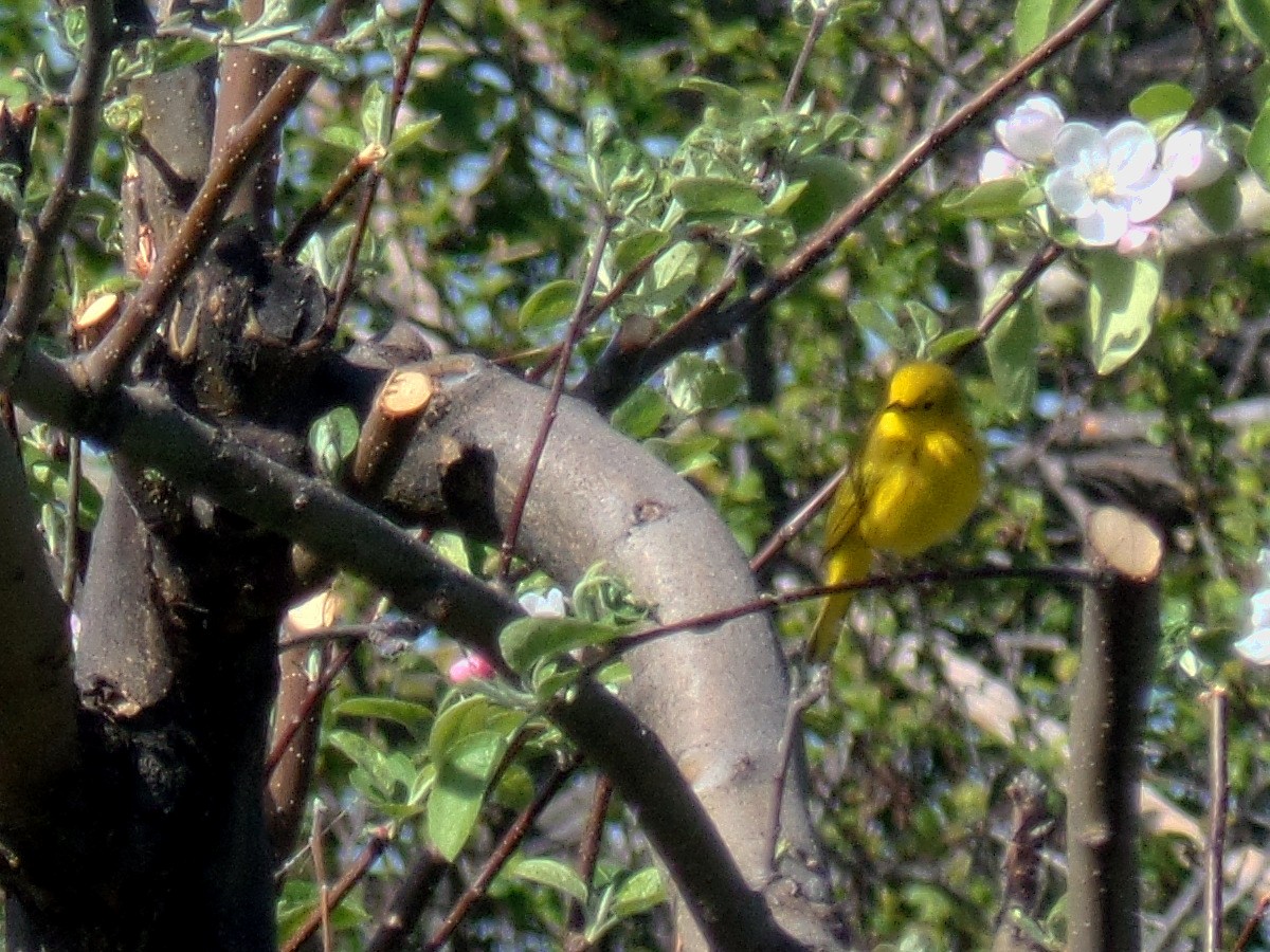 Yellow Warbler - Kendall Purser
