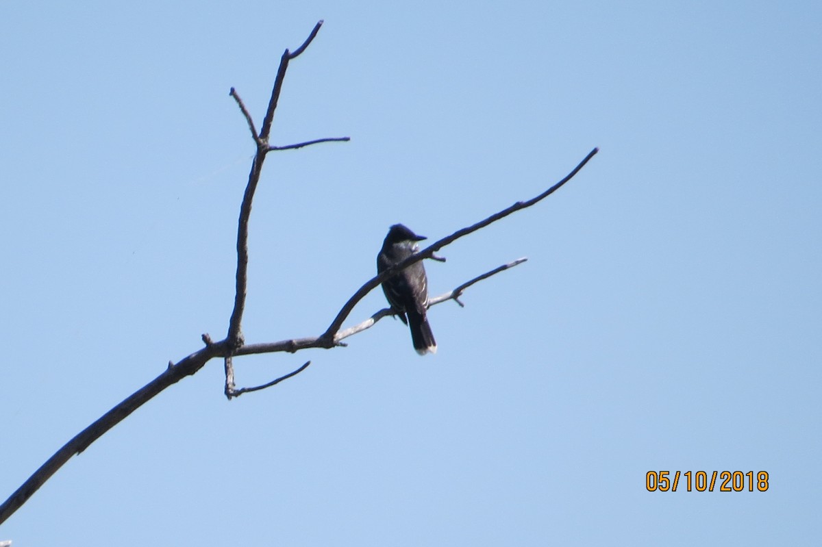 Eastern Kingbird - ML99443251