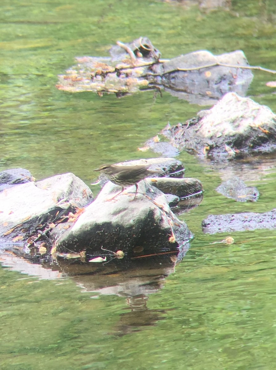 Northern Waterthrush - ML99444001